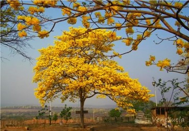 Himno al árbol: ¿recuerdas la letra del Himno al árbol?