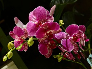 orquídea flor de venezuela